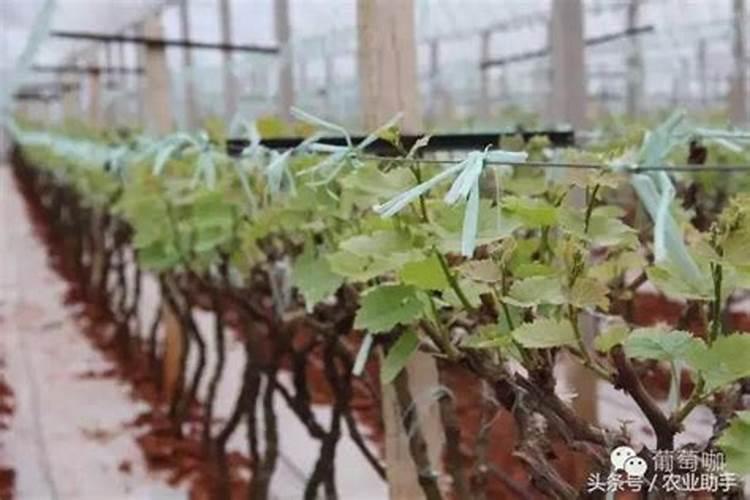 葡萄需要施肥吗？