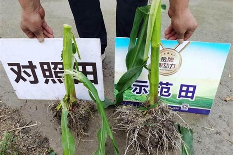 发财树施什么肥料