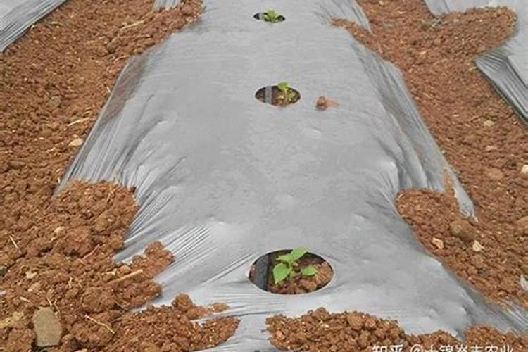 辣椒育苗时用多少菌肥
