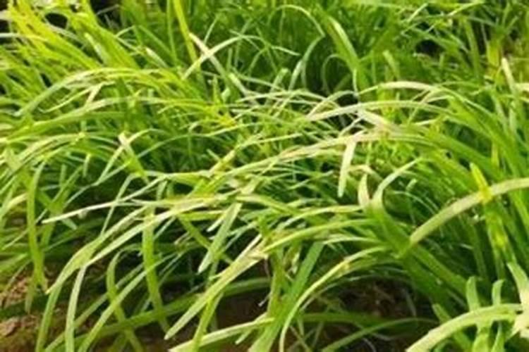 韭菜能上化肥吗