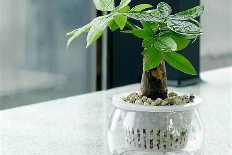 氮磷钾肥有哪些 适合什么花