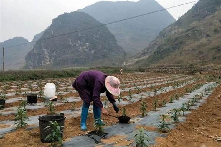 辣椒种植和管理技术要点是什么