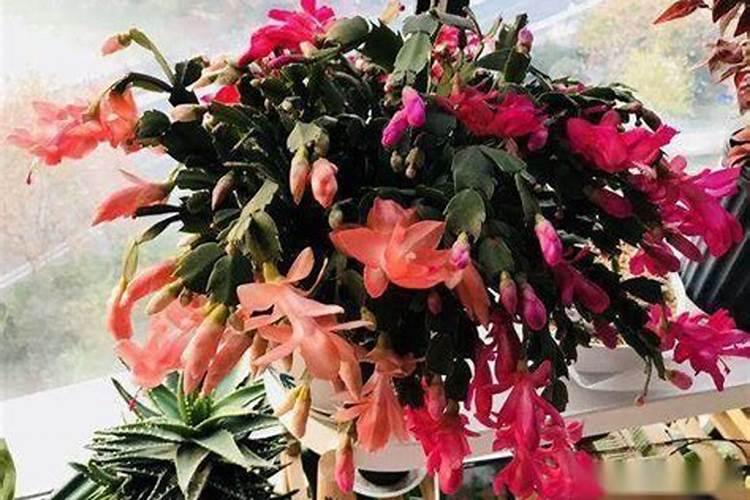 氮肥养花使用方法