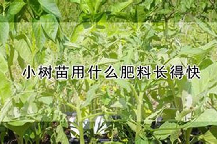 让树木快速生长的肥料 树木施肥方法