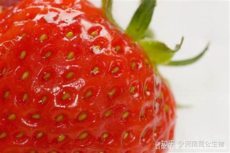 草莓结果期如何施肥