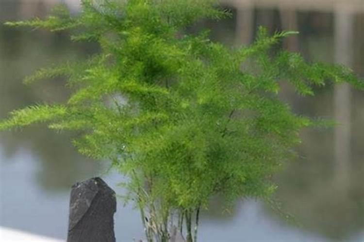 水稻灌浆期用什么叶面肥可增产