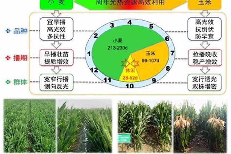 新疆北部春小麦二水怎么滴肥料？