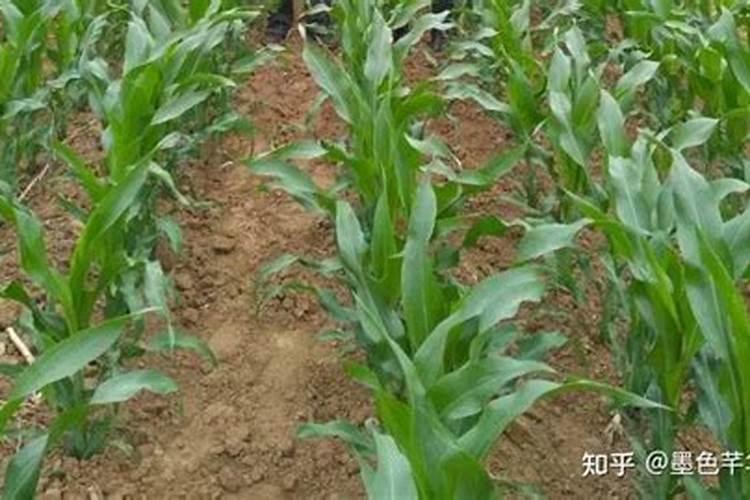 玉米核怎么施肥？