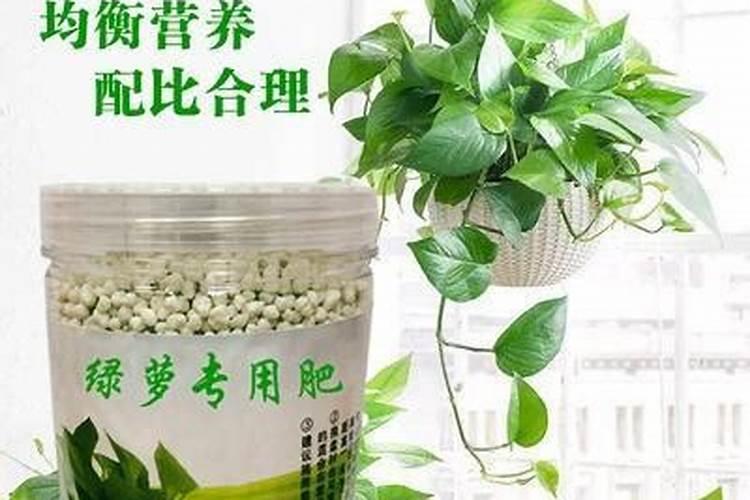 养花缺肥口诀 养花的秘诀是什么
