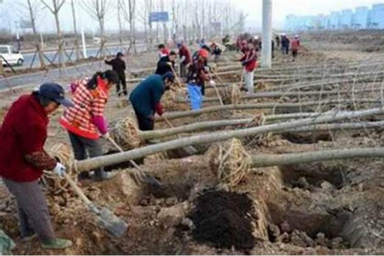 移栽一年八公分桂花树每次施多少肥