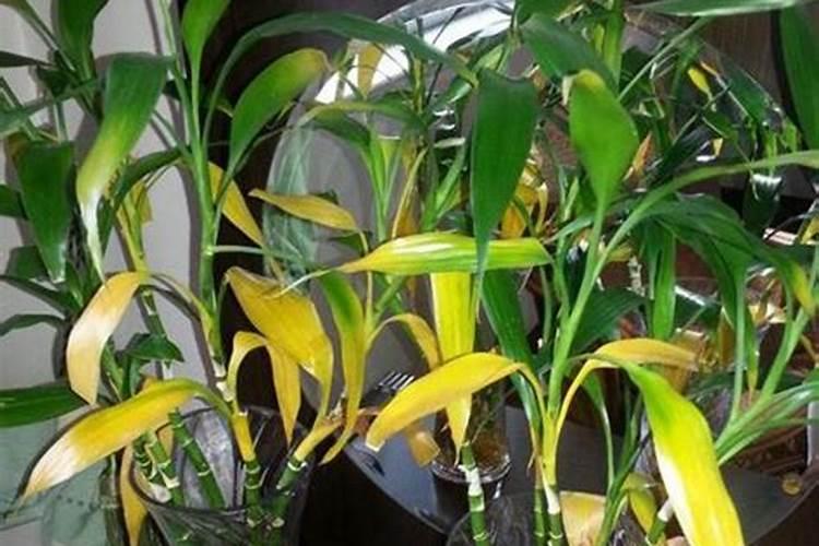 水培植物叶子发黄没劲生长,用什么肥料最好？