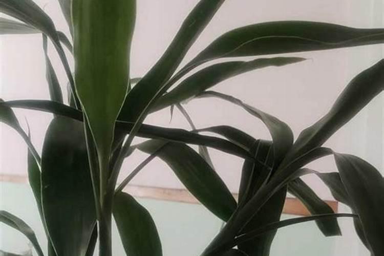 水培植物黄叶怎么处理方法