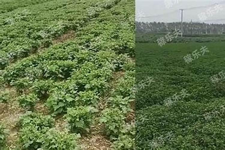 速生杨用什么肥料好