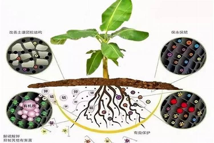 茶叶氨基酸的作用是什么