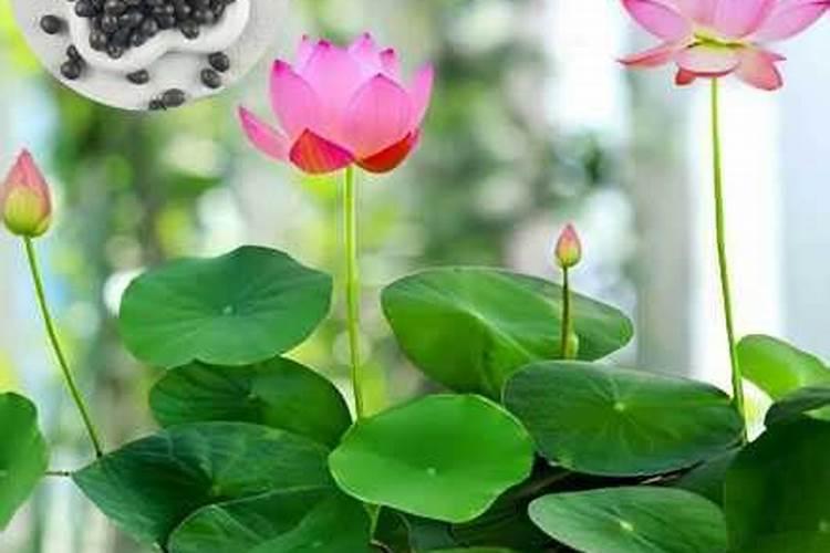 碗莲烂叶片是怎么回事,碗莲叶子烂掉了