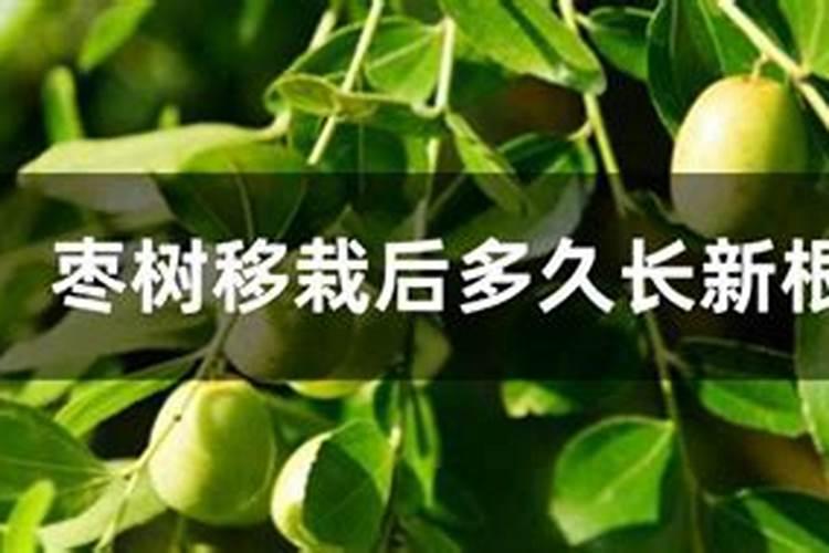 枣树移栽后多长时间能施肥