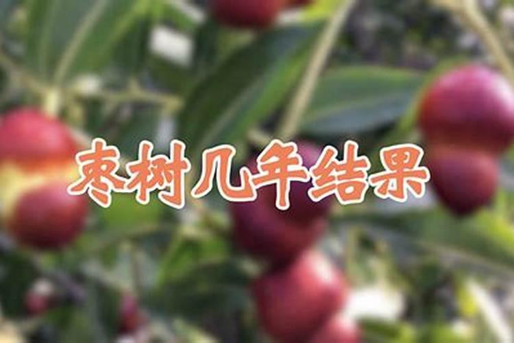 枣树移栽后多久浇水