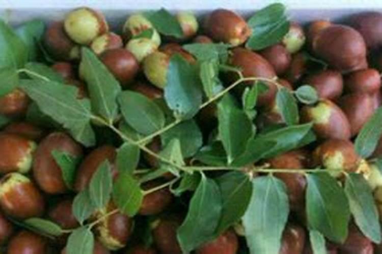 枣树移栽后多久浇水