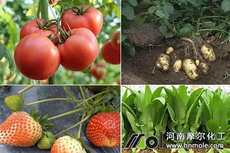 鱼蛋白水溶肥现在怎么用