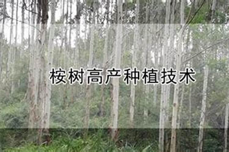 桉树用什么肥料生长快 如何合理施肥