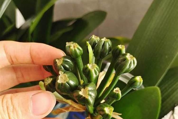 君子兰催花的方法