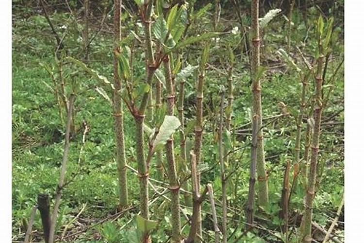 燃气厂什么植物不能种