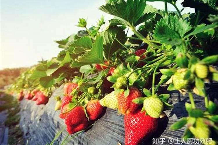 草莓补钙是冲施还是喷施？