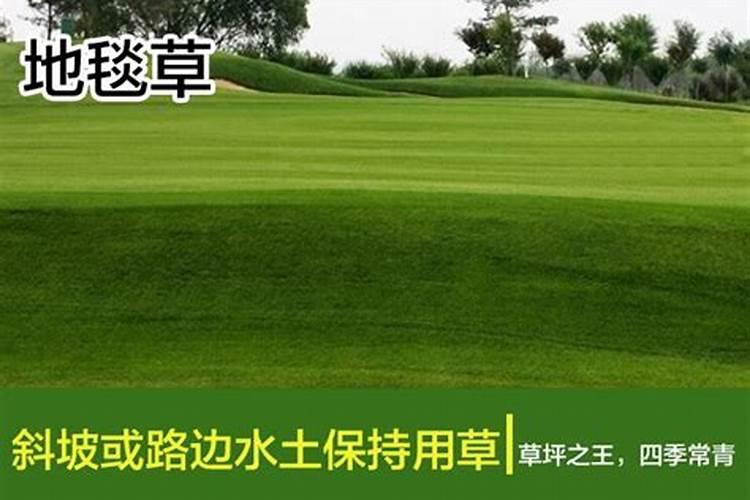 刚种下的草皮多久可以施肥