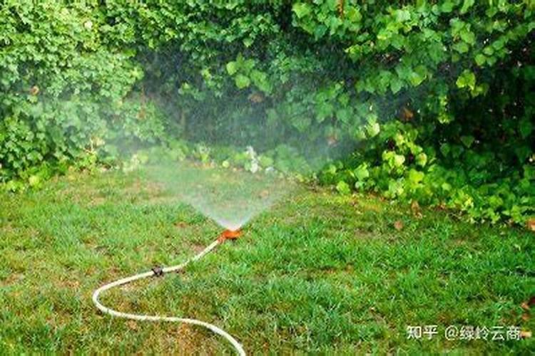 草皮用什么肥料好