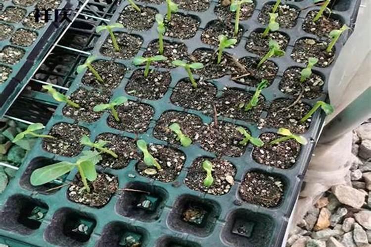 油菜开花期打什么药增产