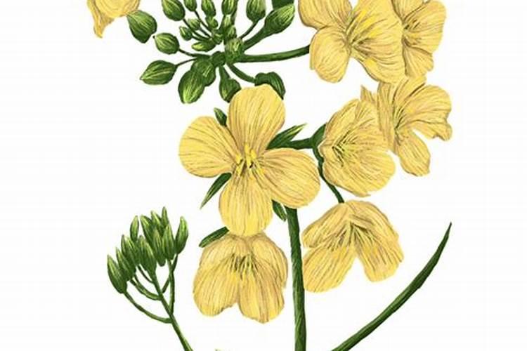 油菜盛花期能喷叶面肥吗