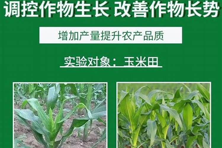 国内最好的芸苔素内酯