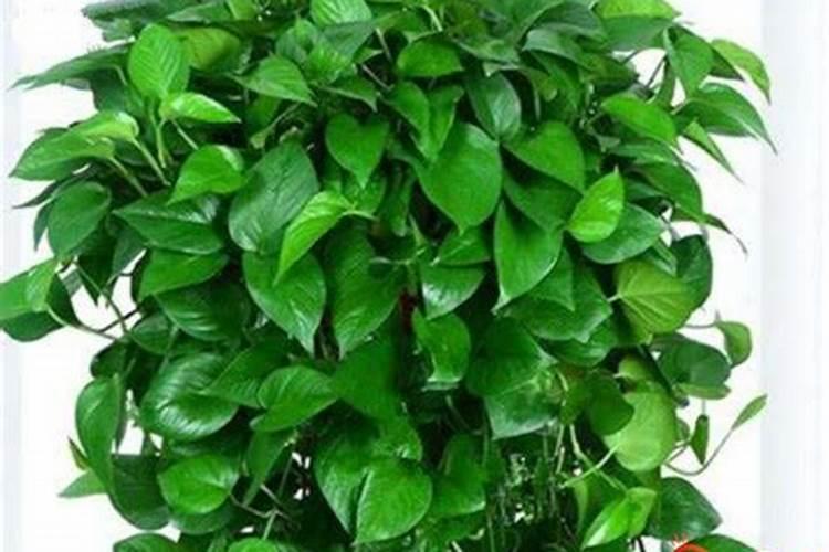 绿萝施肥方法,最好施加氮肥为主的肥料