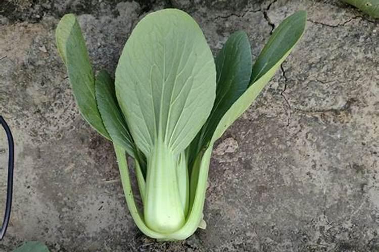 油菜栽下多久施肥好