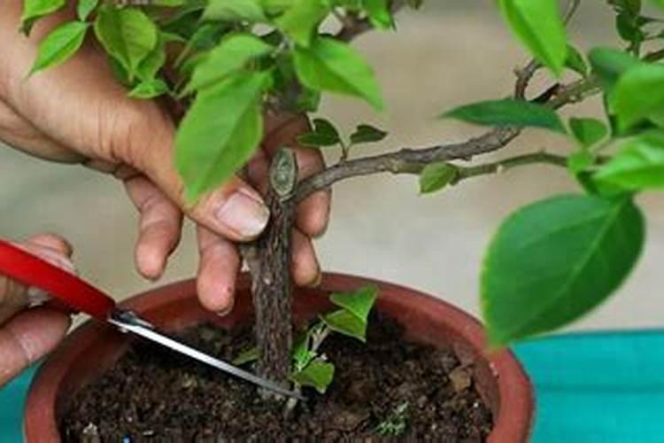 三角梅施肥方法最佳时间;正在开花的三角梅可以施肥吗