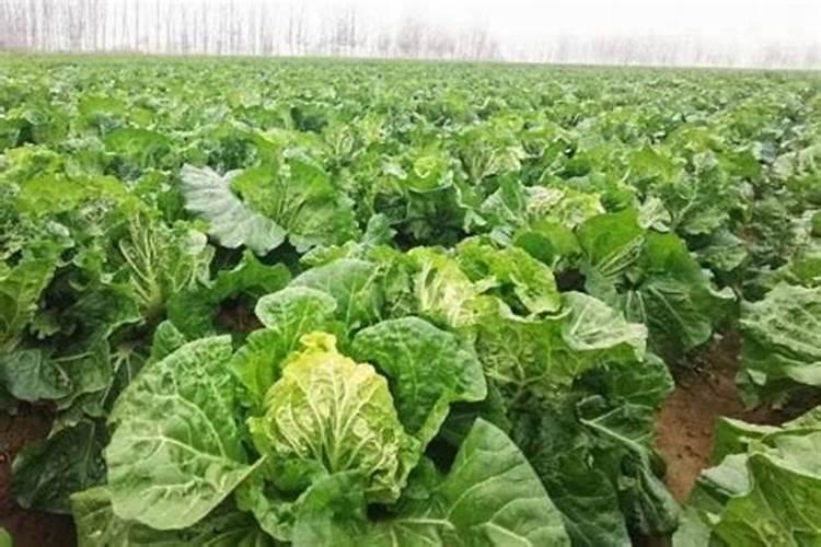 油菜什么时候喷叶面肥花卉百科