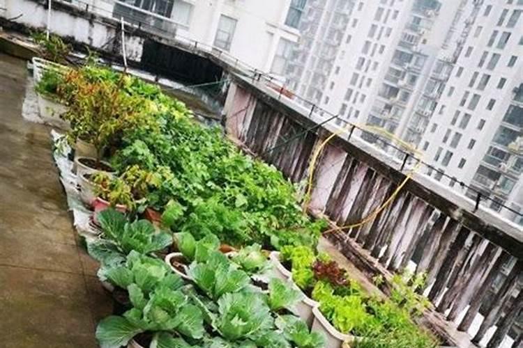 花盆种菜怎么施肥