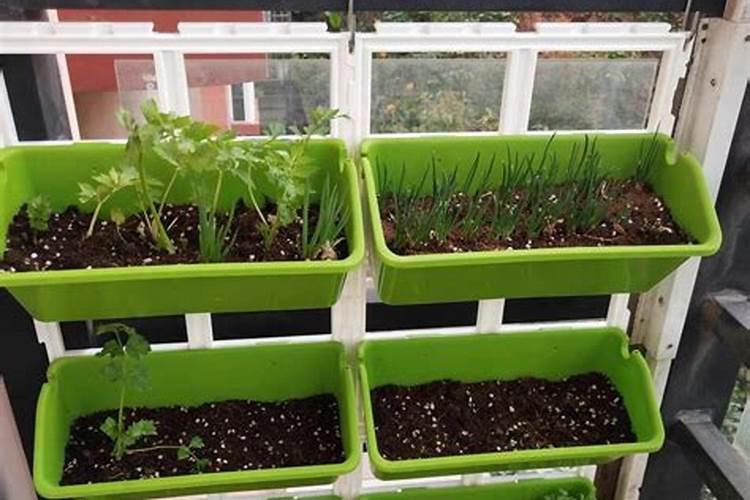 花盆种菜怎么施肥 花盆种菜如何施肥