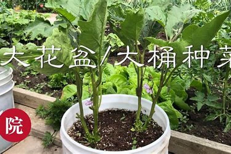 花盆种菜怎么施肥 花盆种菜如何施肥