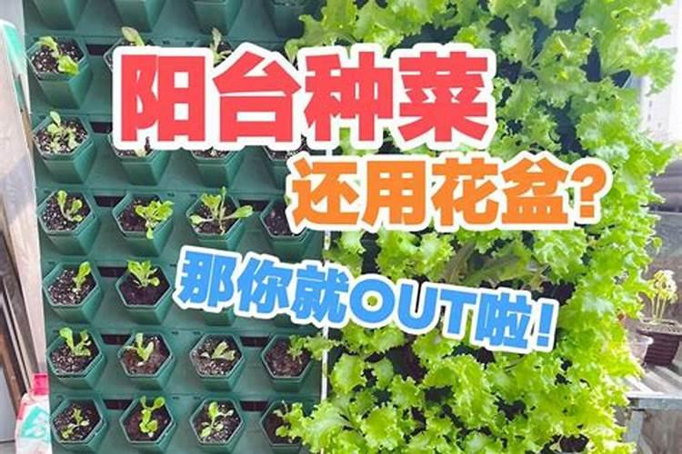 荆芥用什么肥料好,如何施肥请问盆栽大叶荆芥开花后需要施肥吗施什么肥...