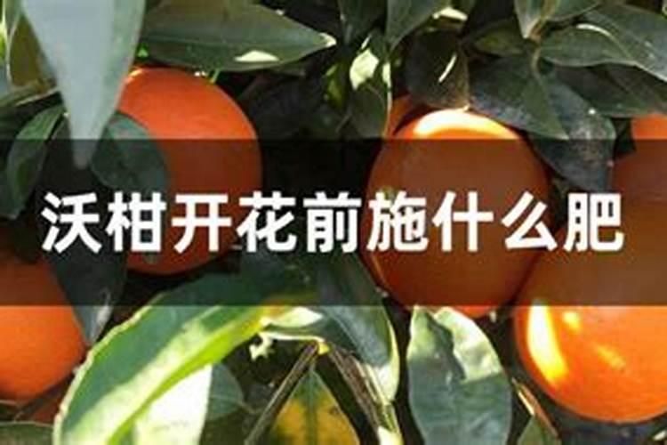 沃柑的高产种植方法