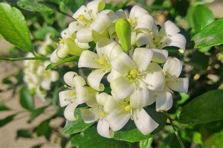 九里香花芽分化用什么肥,三角梅花谢后施什么肥