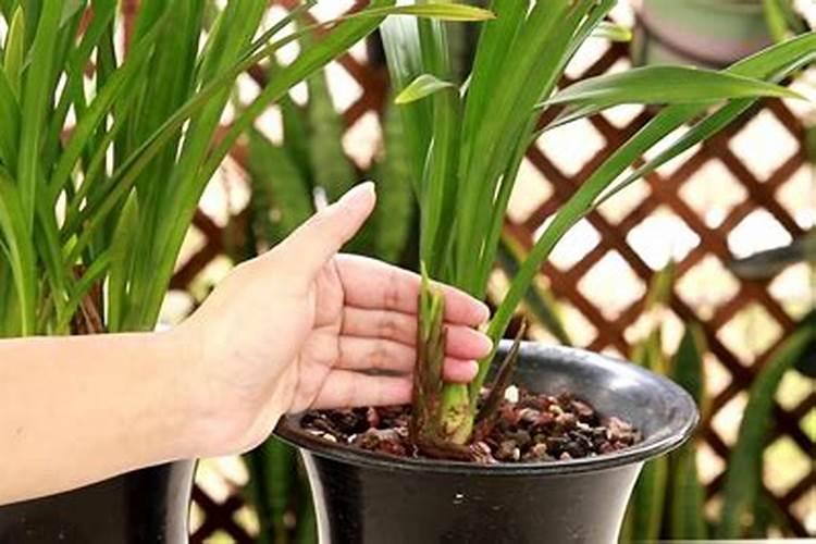 如何自制兰花磷肥让兰花开花时间更长？