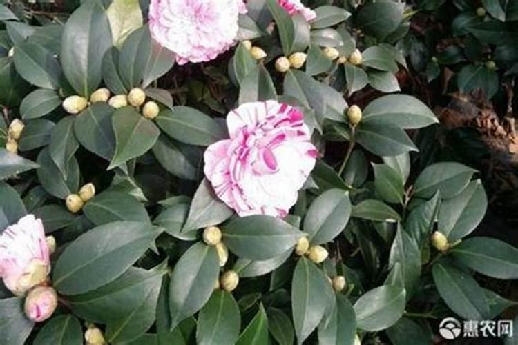 茶花花期能施什么肥 如何正确为它施肥