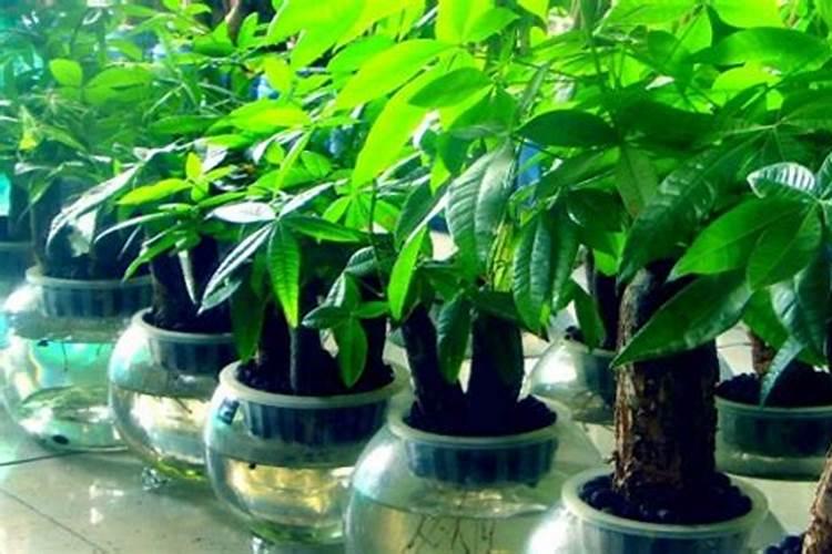 我在四月份栽的小苹果树苗,一般过长时间开始施肥,施什么肥料
