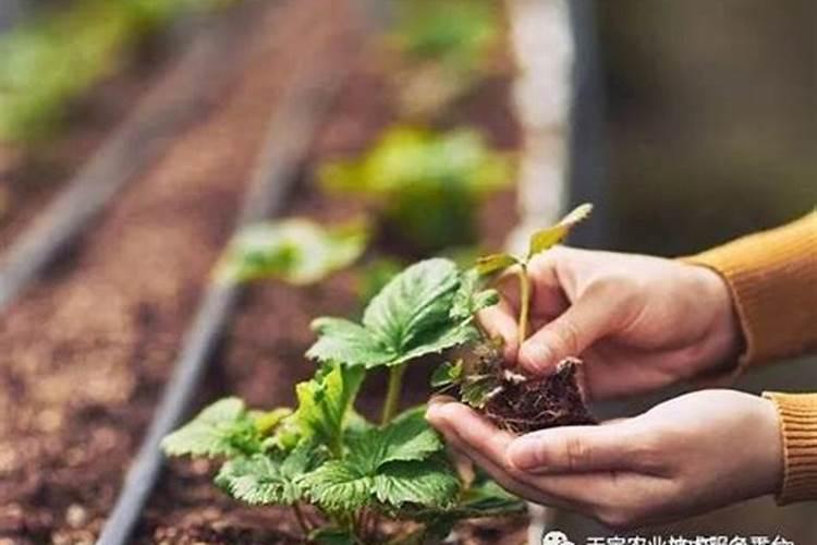 杨梅盆栽养护方法