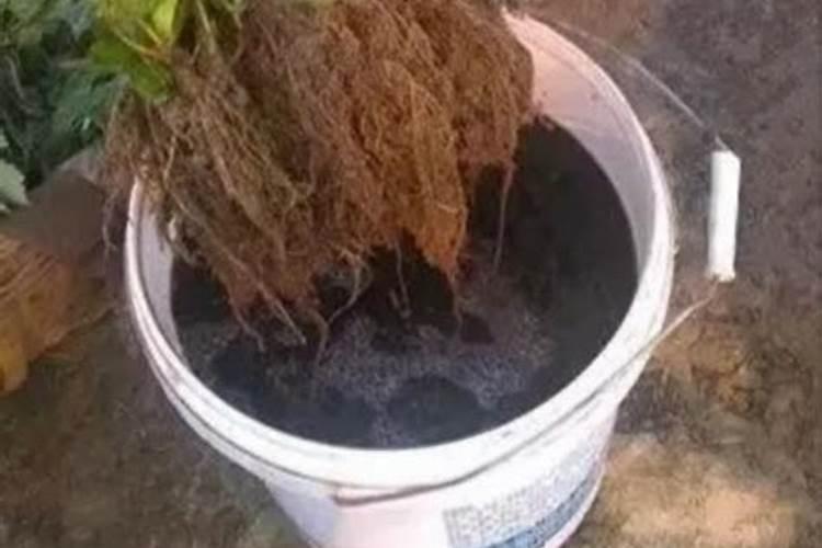 蔬菜出苗后多少天可以施肥