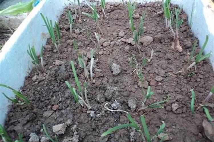 樱花树苗几月份种植？樱花苗种植方法