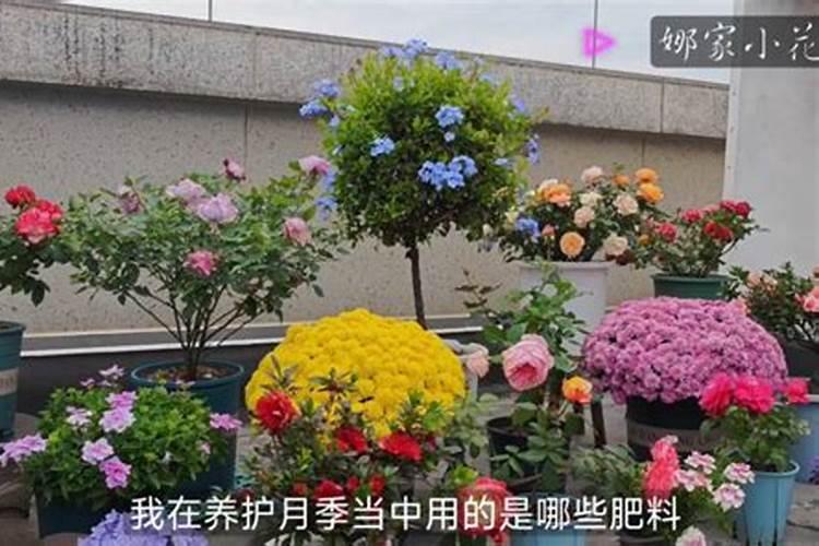 养花用什么肥料
