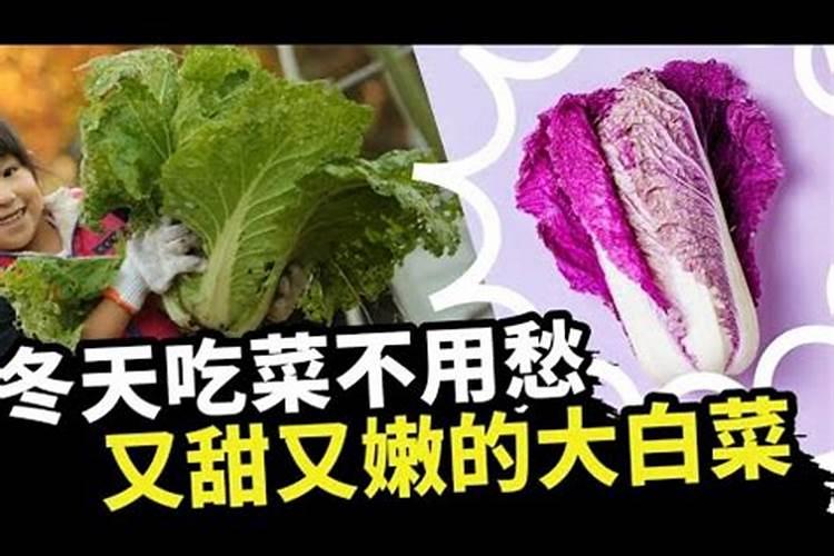 白菜移载两天撒肥有没有关系